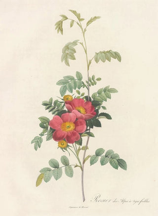 Pierre Joseph Redout - Rosa Alpina Debilis.webp