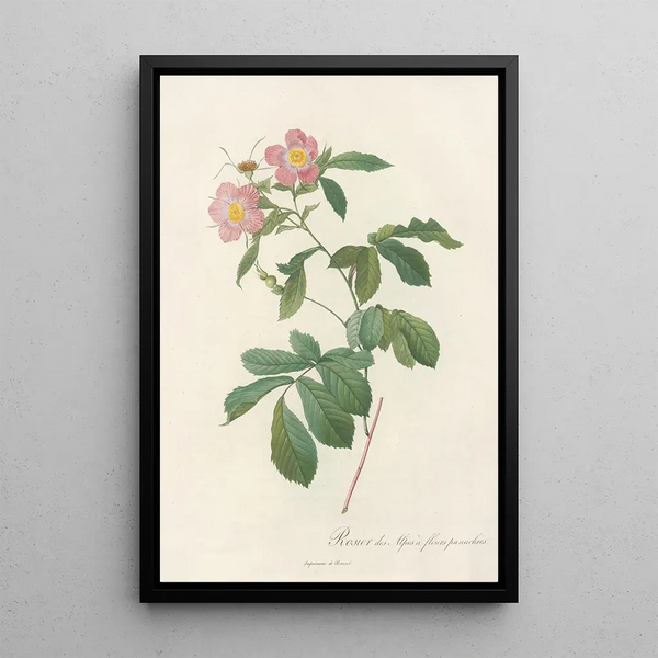 Rosa Alpina Flore Variegato - Pierre Joseph Redouté — gerahmtes Bild an der Wand