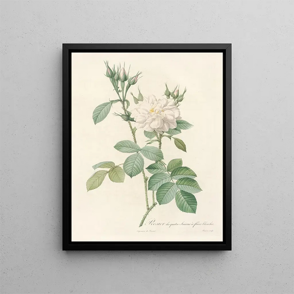 Pierre Joseph Redout - Rosa Bifera Alba.webp