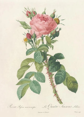 Pierre Joseph Redout - Rosa Bifera Macrocarpa.webp