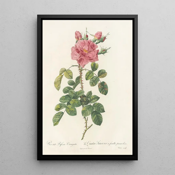 Rosa Bifera Variegata - Pierre Joseph Redouté — gerahmtes Bild an der Wand