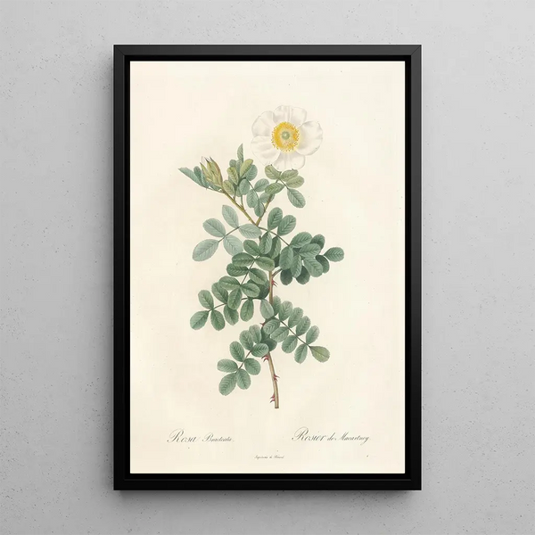 Rosa Bracteata - Pierre Joseph Redouté — gerahmtes Bild an der Wand