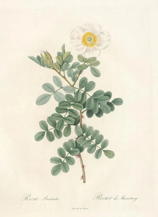Pierre Joseph Redout - Rosa Bracteata.webp