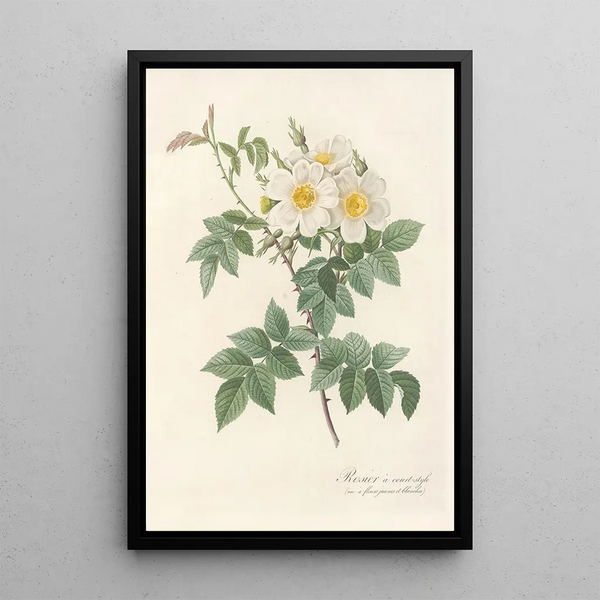 Rosa Brevistyla Leucochroa - Pierre Joseph Redouté — gerahmtes Bild an der Wand