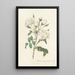 Rosa Campanulata Alba - Pierre Joseph Redouté — gerahmtes Bild an der Wand