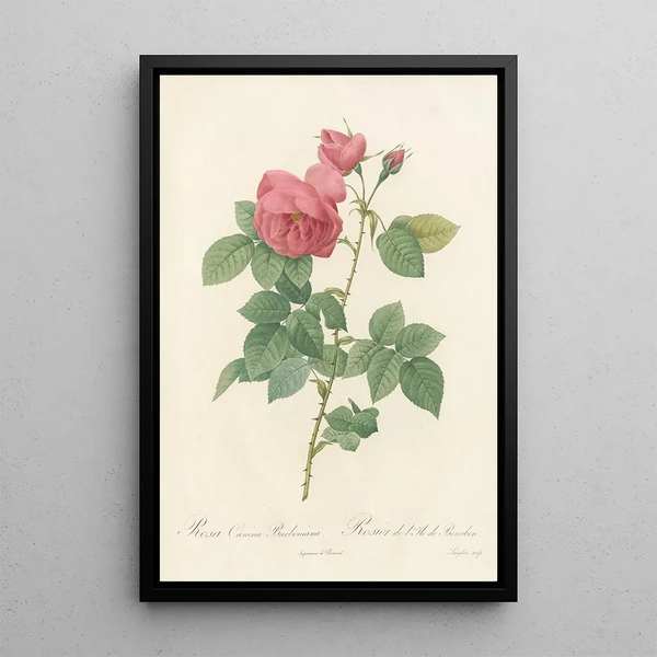 Rosa Canina Burboniana - Pierre Joseph Redouté — gerahmtes Bild an der Wand