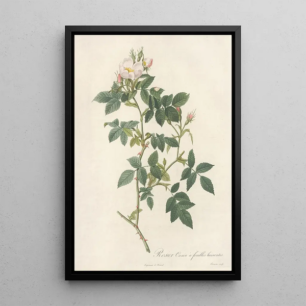 Rosa Canina Nitens - Pierre Joseph Redouté — gerahmtes Bild an der Wand