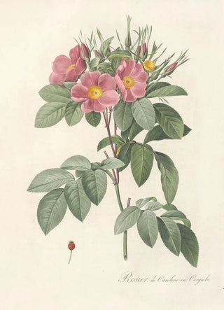 Pierre Joseph Redout - Rosa Carolina Corymbosa.webp