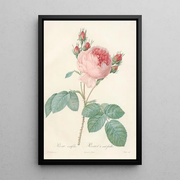 Rosa Centifolia - Pierre Joseph Redouté — gerahmtes Bild an der Wand