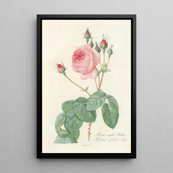 Rosa Centifolia Bullata - Pierre Joseph Redouté — gerahmtes Bild an der Wand