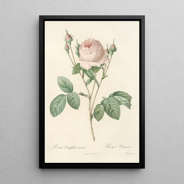 Rosa Centifolia Carnea - Pierre Joseph Redouté — gerahmtes Bild an der Wand