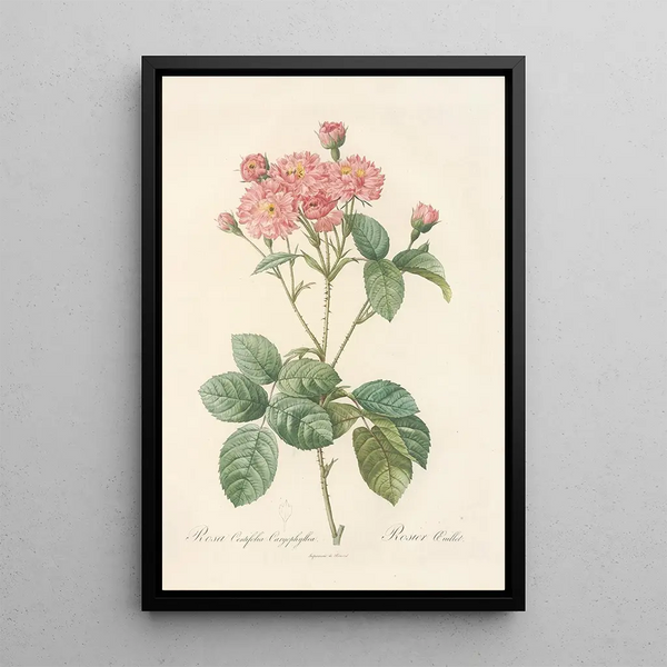 Rosa Centifolia Caryophyllea - Pierre Joseph Redouté — gerahmtes Bild an der Wand