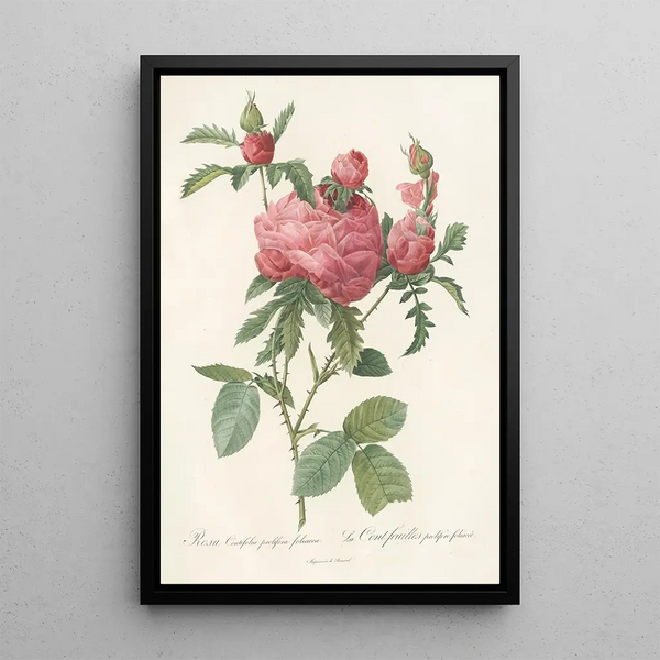 Rosa Centifolia Prolifera Foliacea - Pierre Joseph Redouté — gerahmtes Bild an der Wand