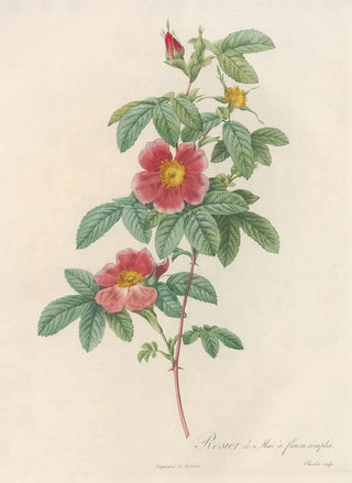 Pierre Joseph Redout - Rosa Cinnamomea Flore Simplici.webp