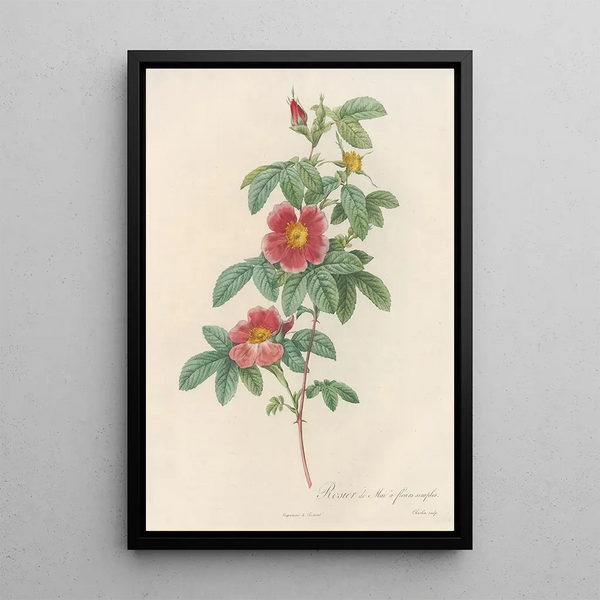 Rosa Cinnamomea Flore Simplici - Pierre Joseph Redouté — gerahmtes Bild an der Wand