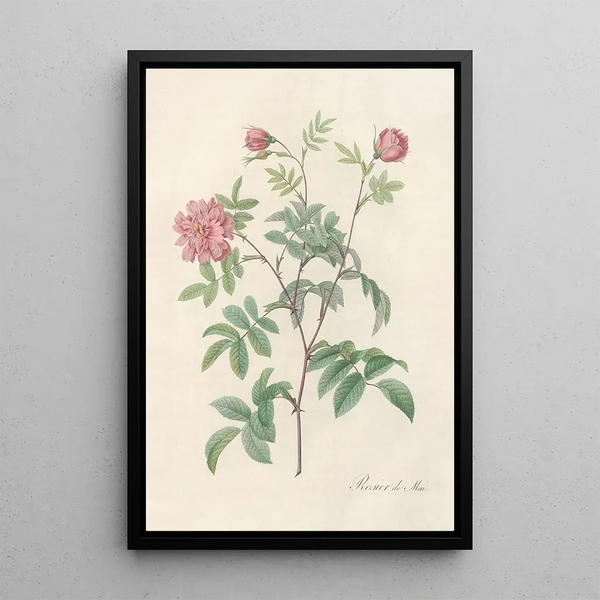 Rosa Cinnamomea Maialis - Pierre Joseph Redouté — gerahmtes Bild an der Wand