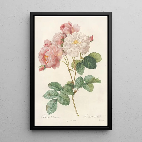 Rosa Damascena - Pierre Joseph Redouté — gerahmtes Bild an der Wand
