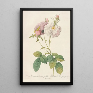 Pierre Joseph Redout - Rosa Damascena Celsiana Prolifera.webp