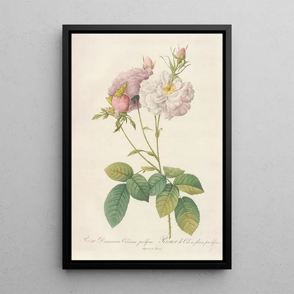 Rosa Damascena Celsiana Prolifera - Pierre Joseph Redouté — gerahmtes Bild an der Wand
