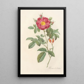 Pierre Joseph Redout - Rosa Damascena Coccinea.webp