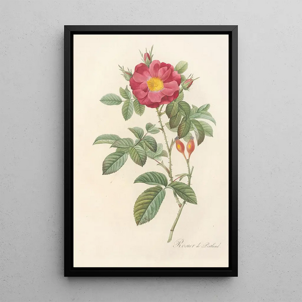 Rosa Damascena Coccinea - Pierre Joseph Redouté — gerahmtes Bild an der Wand