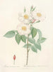 Rose de Damas subalba - Pierre Joseph Redouté — Ansicht des Kunstwerks