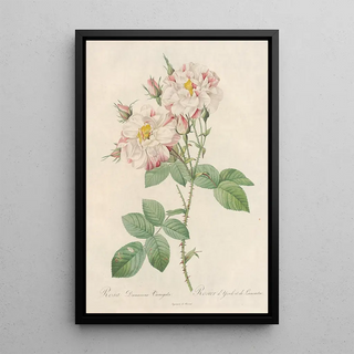 Pierre Joseph Redout - Rosa Damascena Variegata.webp