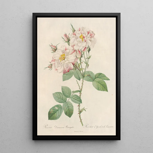 Rosa Damascena Variegata - Pierre Joseph Redouté — gerahmtes Bild an der Wand