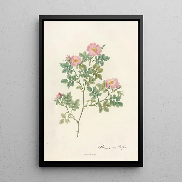 Rosa Dumetorum - Pierre Joseph Redouté — gerahmtes Bild an der Wand
