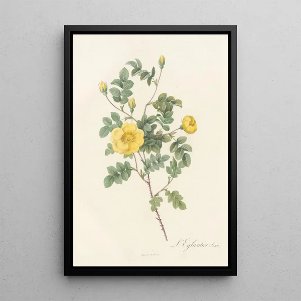 Rosa Eglanteria Luteola - Pierre Joseph Redouté — gerahmtes Bild an der Wand
