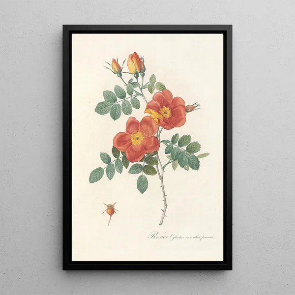 Rosa Eglanteria VarPunicea - Pierre Joseph Redouté — gerahmtes Bild an der Wand