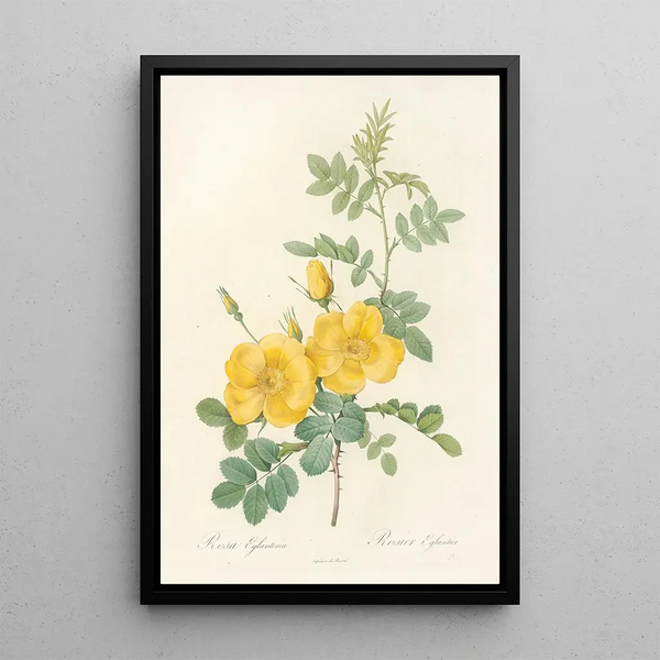 Rosa Eglanteria - Pierre Joseph Redouté — gerahmtes Bild an der Wand
