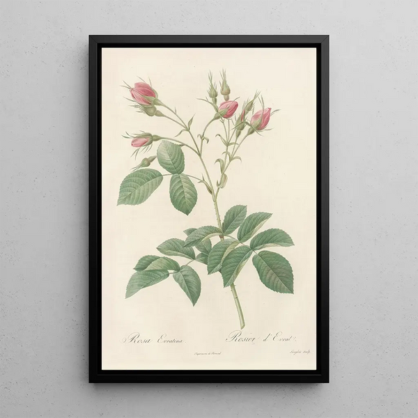 Rosa Evratina - Pierre Joseph Redouté — gerahmtes Bild an der Wand