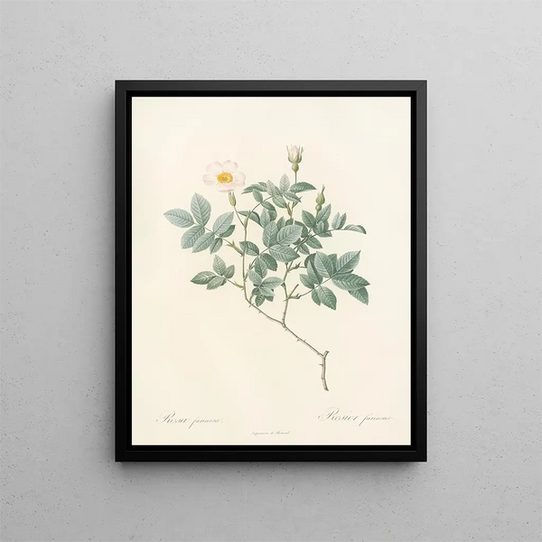 Pierre Joseph Redout - Rosa Farinosa.webp