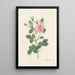 Rosa Gallica Agatha Incarnata - Pierre Joseph Redouté — gerahmtes Bild an der Wand