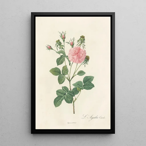 Rosa Gallica Agatha Incarnata - Pierre Joseph Redouté — gerahmtes Bild an der Wand