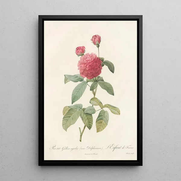 Rosa Gallica Agatha Var Delphiniana - Pierre Joseph Redouté — gerahmtes Bild an der Wand