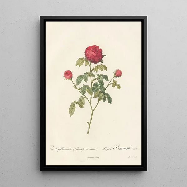 Rosa Gallica Agatha Var Parva Violacea - Pierre Joseph Redouté — gerahmtes Bild an der Wand