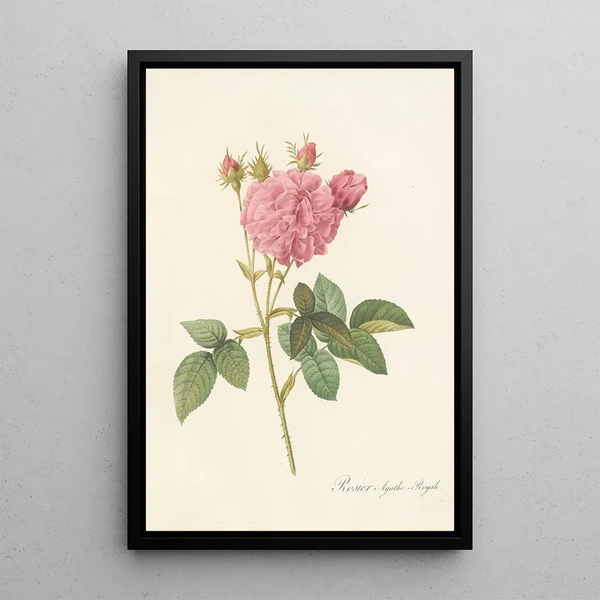 Rosa Gallica Agatha Var Regalis - Pierre Joseph Redouté — gerahmtes Bild an der Wand