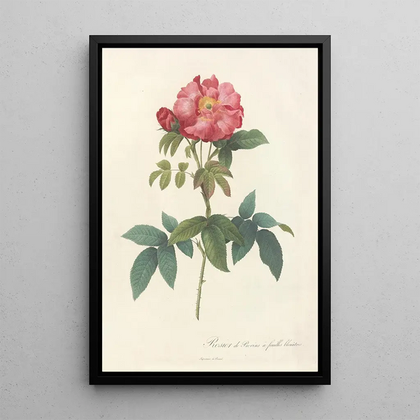 Rosa Gallica Caerulea - Pierre Joseph Redouté — gerahmtes Bild an der Wand