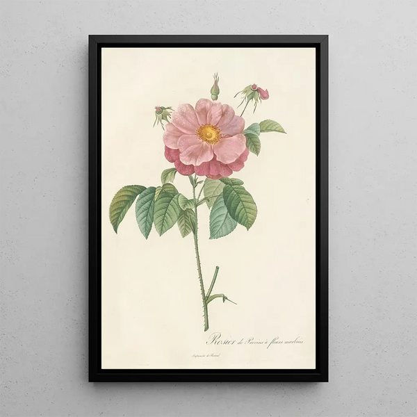 Rosa Gallica Flore Marmoreo - Pierre Joseph Redouté — gerahmtes Bild an der Wand