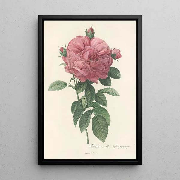 Rosa Gallica Flore giganteo - Pierre Joseph Redouté — gerahmtes Bild an der Wand