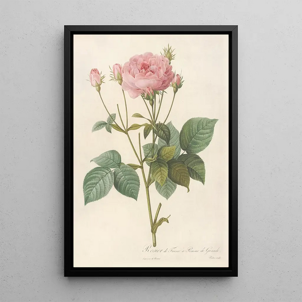 Rosa Gallica Granatus - Pierre Joseph Redouté — gerahmtes Bild an der Wand