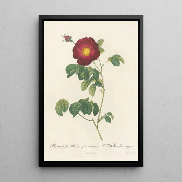 Rosa Gallica Maheka Flore Subsimplici - Pierre Joseph Redouté — gerahmtes Bild an der Wand