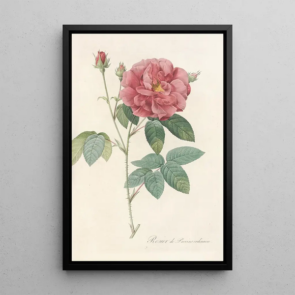 Rosa Gallica Officinalis - Pierre Joseph Redouté — gerahmtes Bild an der Wand