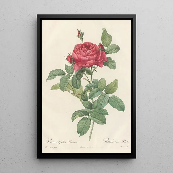 Rosa Gallica Pontiana - Pierre Joseph Redouté — gerahmtes Bild an der Wand
