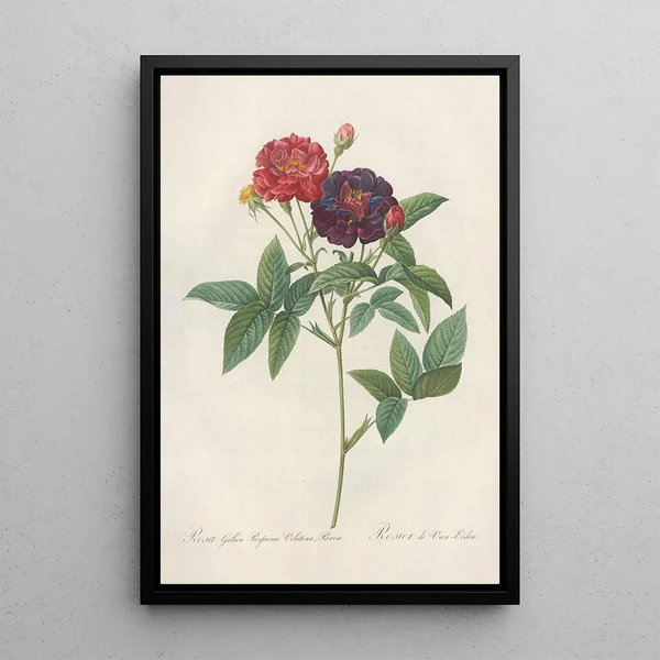 Rosa Gallica Purpurea Velutina - Pierre Joseph Redouté — gerahmtes Bild an der Wand