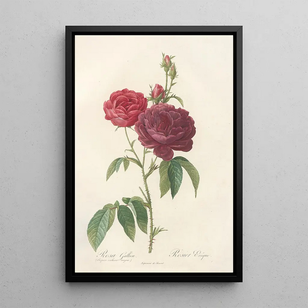 Rosa Gallica Purpuroviolacea Magna - Pierre Joseph Redouté — gerahmtes Bild an der Wand