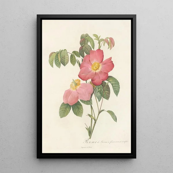 Rosa Gallica Rosea Flore Simplici - Pierre Joseph Redouté — gerahmtes Bild an der Wand