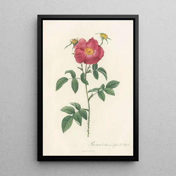 Rosa Gallica Stapeliae Flora - Pierre Joseph Redouté — gerahmtes Bild an der Wand